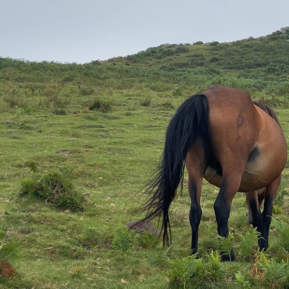 Pottok, the emblematic pony of La Rhune